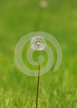 Spring dandelion on green natural