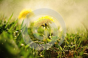 Spring dandelions