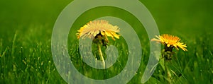 Spring Dandelions Growing in Green Lush Grass in Yard Lawn