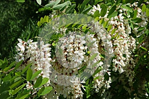 Spring day with acacia flower