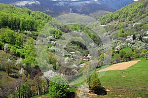 Spring day in godeanu village,mehedinti-romania