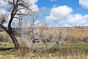 spring day in Palisade, western Colorado