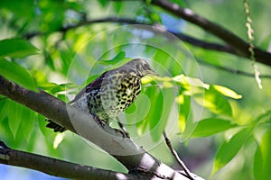 Spring day Thrush sitting on a tree branch.