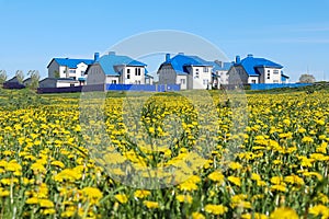 Spring day: yellow meadow of blooming dandelions against the backdrop of blue houses