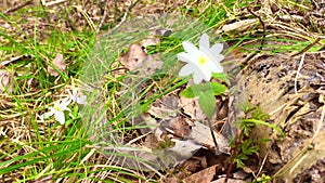 On a spring day. Young forest flowers and green grass in the forest. in the morning sunlight. Macro. Time-lapse shot