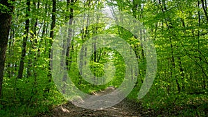 Spring deciduous forest, with green trees, grass, and flowering bushes