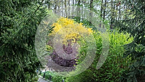 Spring deciduous forest, with green trees, grass, and flowering bushes
