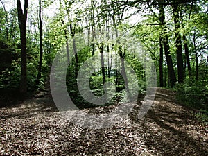 Spring deciduous forest near city of Herisau Canton Appenzell Ausserrhoden, Switzerland