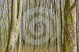Spring deciduous forest on a sunny day