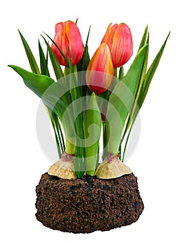 Spring deco with artificial tulips isolated on white