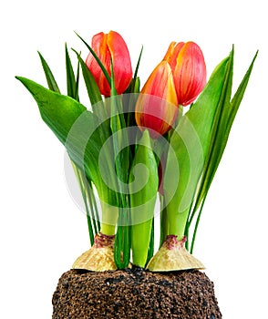 Spring deco with artificial tulips isolated on white