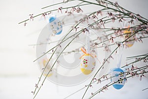 Spring decoration, bouquet of blooming genista or broom with han