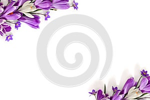 Spring decoration. Frame of violet and white crocuses and flowers hepatica  liverleaf or liverwort  on a white background