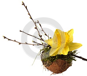 spring decoration: Narcissus and twig with buds on moss filled coconut shell.