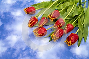 Spring decoration from red tulips flowers on background with sky and clouds.