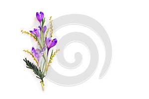 Spring decoration. Violet crocuses, yellow flowers mimosa on a white background with space for text. Top view, flat lay