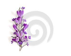 Spring decoration. Violet and white crocuses  Crocus vernus  and flowers hepatica  liverleaf or liverwort  on a white