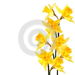 Spring decoration with yellow daffodils