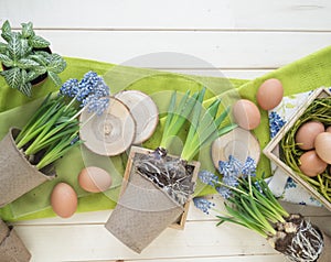 Spring decorative composition. Flowers in a basket and pots of hyacinth, muscari, narcissus.