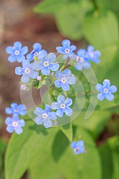 Spring delicate blue forget-me-nots flowers