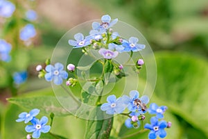 Spring delicate blue forget-me-nots flowers