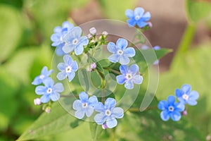 Spring delicate blue forget-me-nots flowers