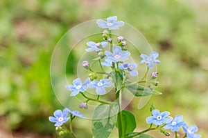 Spring delicate blue forget-me-nots flowers