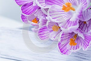 Spring delicate flowers purple colored, bouquet of crocuses on wooden table. Natural flowery background