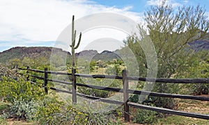 Spring in the desert