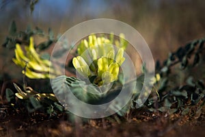 Spring in the desert, blooming astragalus, desert flowers