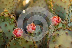 Spring desert cactus flower blossom