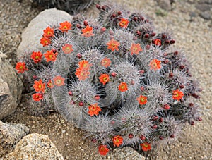 Spring desert cactus flower blossom