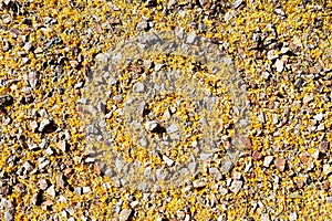 Spring Desert Groundcover with Palo Verde Fallen Flowers, background