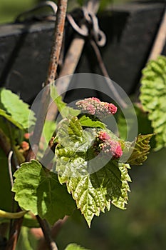 Spring developing leaves and flower buds of climbing plant Riverbank Grape, also called Frost Grape, latin name Vitis Riparia