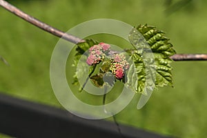 Spring developing leaves and flower buds of climbing plant Riverbank Grape, also called Frost Grape, latin name Vitis Riparia