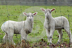 Spring Devon Lambs Now Spring has arrived . British Farming