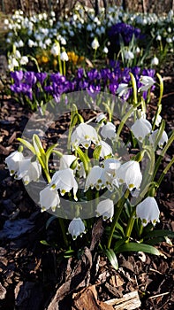 Spring Dewdrop flowers