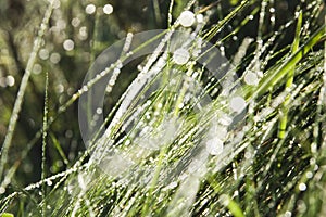 Spring dewy grass