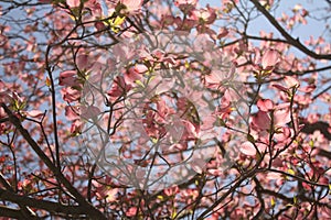 Spring Dogwood Blossoms