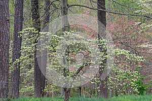 Spring Dogwoods Bernheim Forest photo