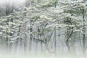 Spring Dogwoods in Fog