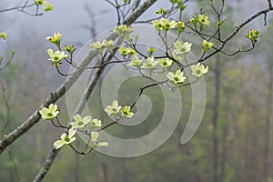 Spring Dogwoods in Rain and Fog With Copy Space photo