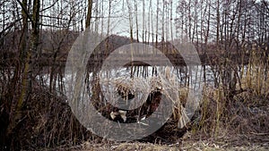 Spring duck hunting, two hunters hidden in a hut on the river shoot guns at wild drakes