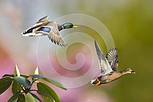 Spring Ducks In Flight