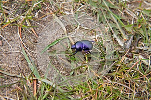 The Spring dumbledor Trypocopris vernalis