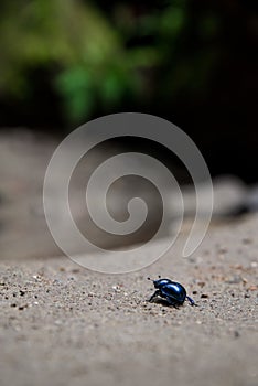 Spring dumbledore on rocky stone surface with blur background