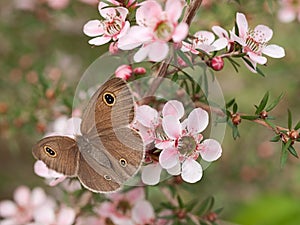 Spring Dusky Knight butterfly ID Australian leptospernum flowers photo