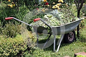 Natural material from an ornamental garden in a wheelbarrow