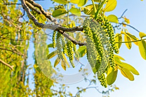 Spring earrings on hazel