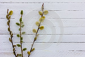 Spring Easter background with flowering willow twigs on white wooden background